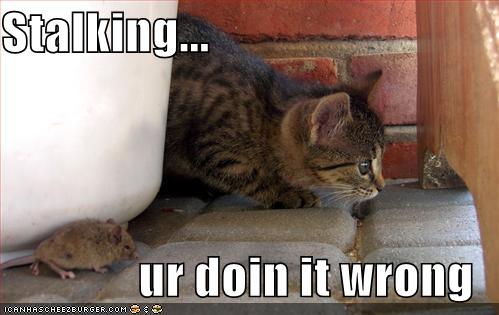 stalking_cat_doing_it_wrong.jpg
